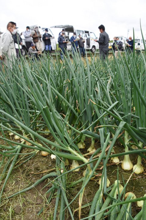 永平寺町特産タマネギ「五領玉葱」目揃え会