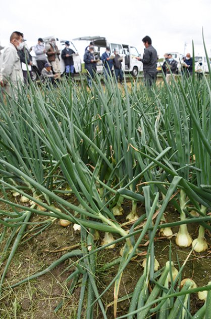 圃場で生育状況を確認する参加者