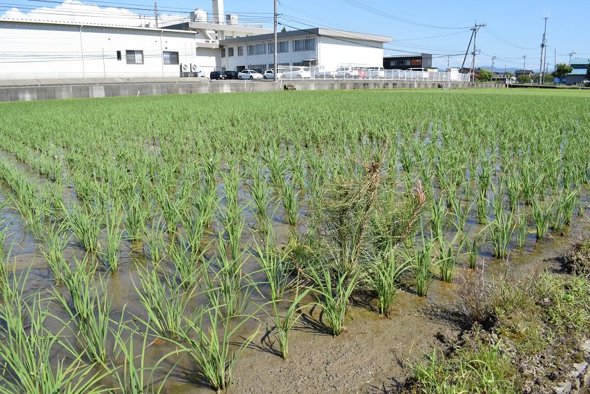 松を植えると藻が発生しない!?