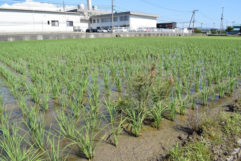 松を植えると藻が発生しない！？