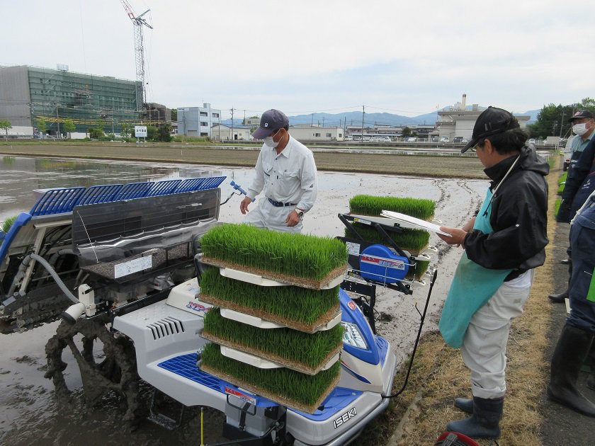 この日はコシヒカリを植えました