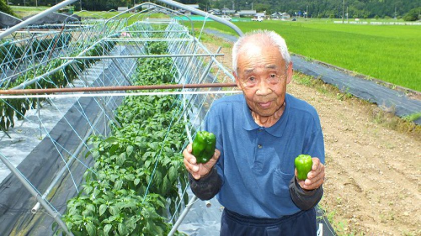 濃緑色で大きな「ニューピーマン」（左）一般的なピーマン（右）を持つ山田さん（きれいに剪定し4本仕立てに誘引された圃場）
