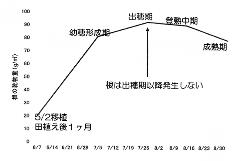 間断通水のやり方(湛水と落水を数日毎に繰り返す)
①入水 → ②自然落水 → ③落水