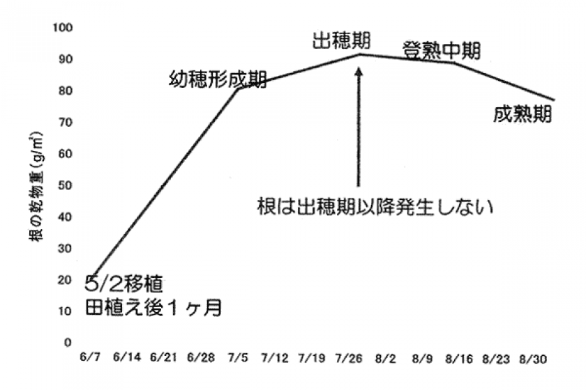 間断通水のやり方(湛水と落水を数日毎に繰り返す)
　　　　　①入水　→　②自然落水　→　③落水