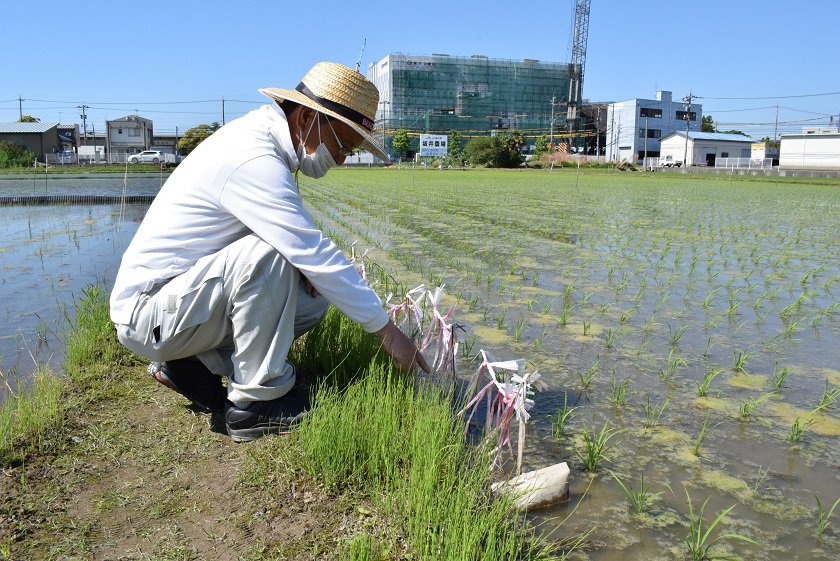 地温をはかる温度計がこの中に入っています