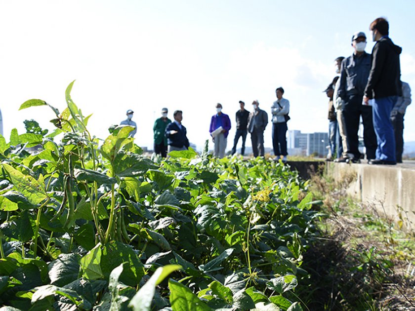 小豆の生育状況を確認する参加者