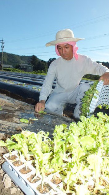 一株一株丁寧に定植する黒田さん