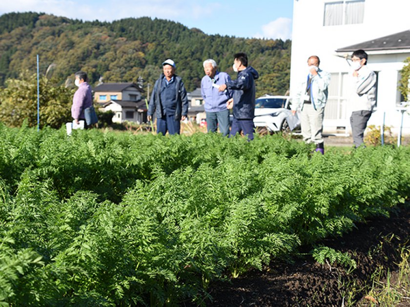 圃場でニンジンの生育状況を確認し、今後の管理について話し合いました