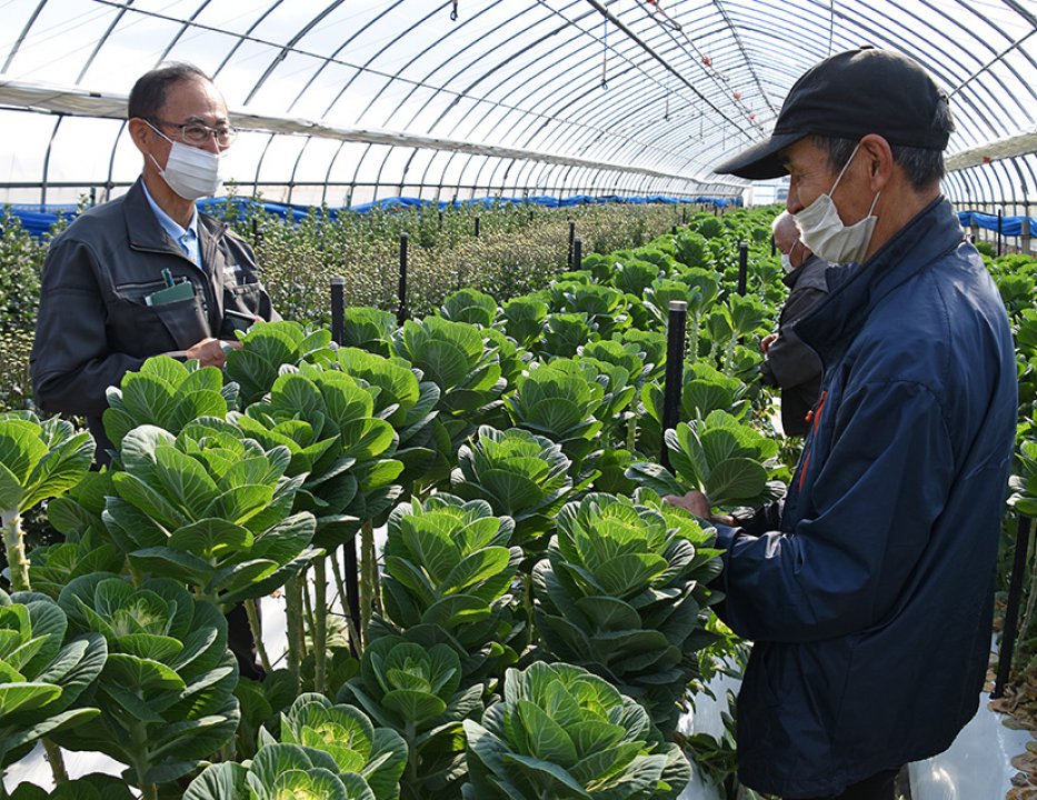 ハボタン圃場巡回
