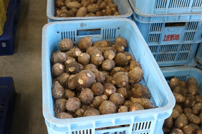 奥越特産「さといも」出荷中 | トピックス | JA福井県