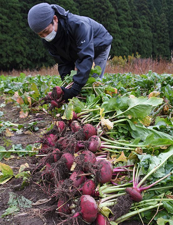 福井市美山地区の伝統野菜「河内赤かぶら」収穫