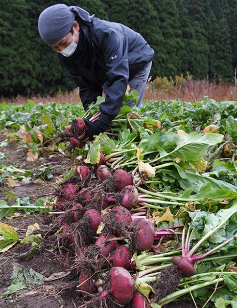 美山地区の伝統野菜「河内赤かぶら」を1本ずつ丁寧に収穫する尾﨑さん