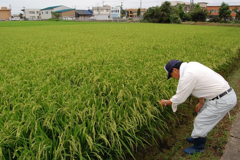 病害虫対策が重要です。