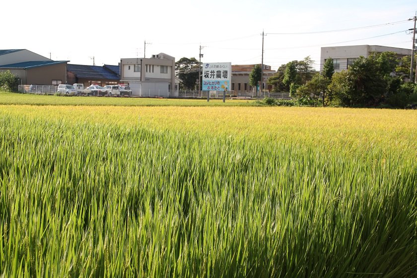 撮影日　８月