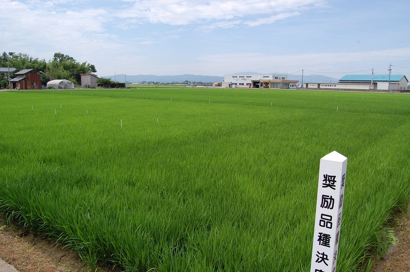 撮影日 7月
