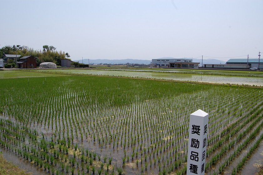 撮影日 5月