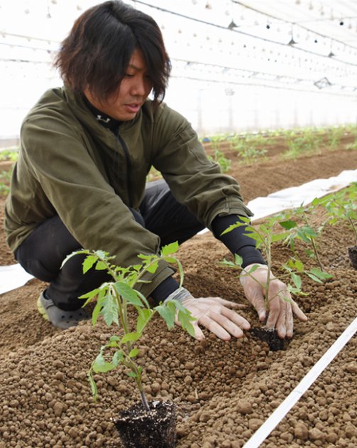 丁寧な手つきで土をかぶせ、植えつけていくようすの吉村さん