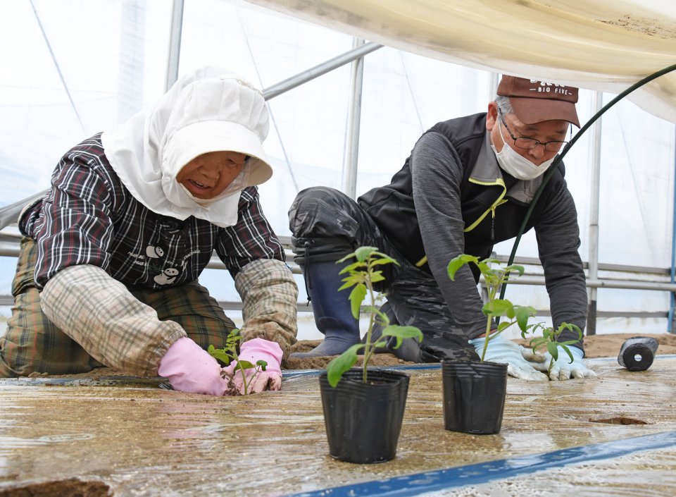 半促成ミディトマトの定植がスタート