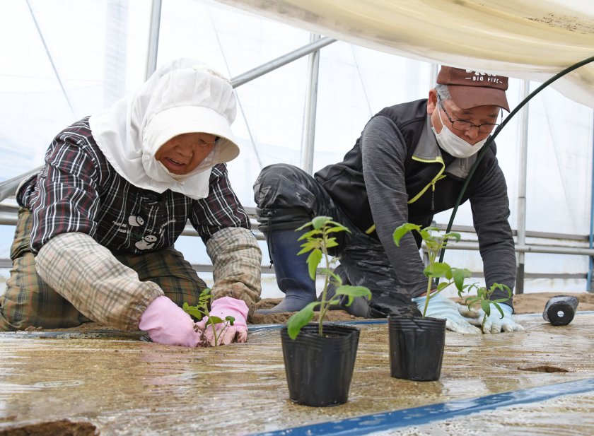 苗を1つ1つ丁寧に植え付けていくようす