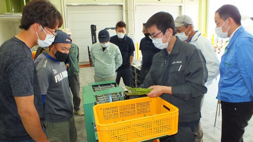 機械でアスパラガスの長さを揃える職員