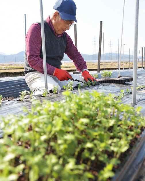 盆菊の苗を丁寧な手つきで植え付けていく井上部会長