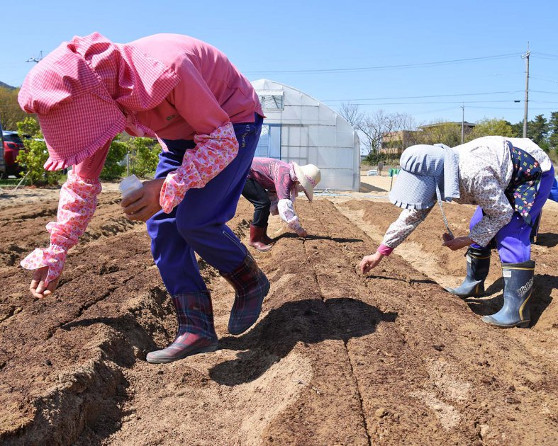 丁寧な手つきでシソをまいていく鷹巣梅加工部会のメンバー