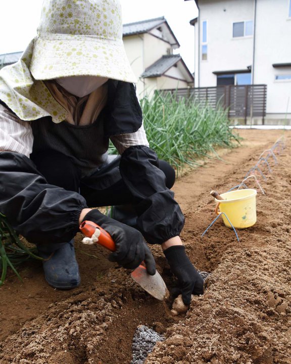 越前しょうが植え付け作業