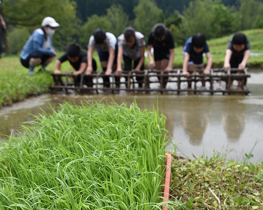 あぐラジ第4回目「ミディトマト」＆「田植え授業」
