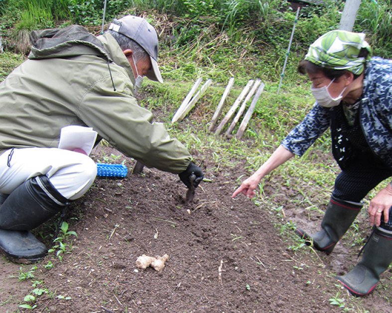 種ショウガを植え付けるようすの参加者