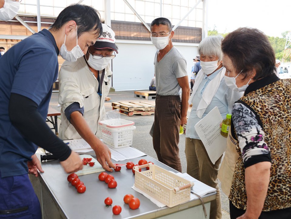 半促成ミディトマト「越のルビー」目揃え会