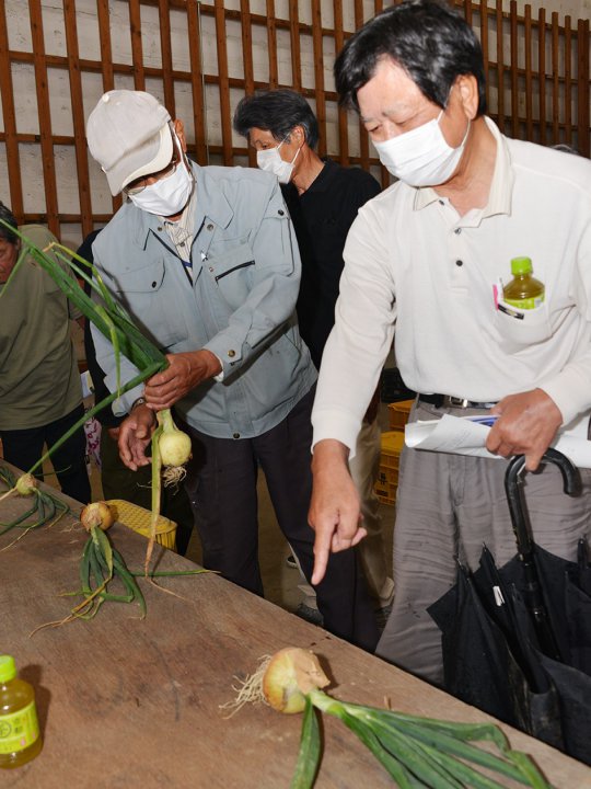 「五領玉ねぎ」の目揃え会