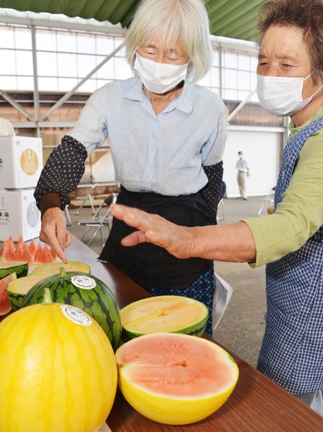 金福すいか（写真手前）と銀福すいか（写真奥）の今年の出来を確認する生産者たち