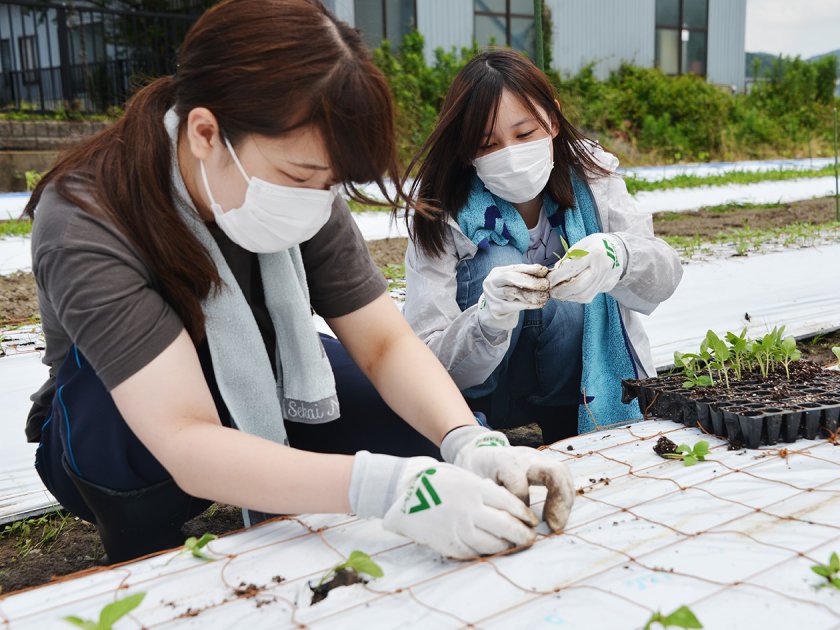 金ゴマの苗を丁寧な手つきで植え付けていく福井製菓専門学校の生徒たち
