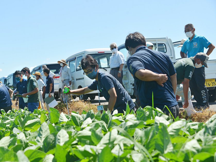 大豆の圃場で草丈や葉齢などを計測するＪＡ福井県福井基幹支店の営農指導員たち