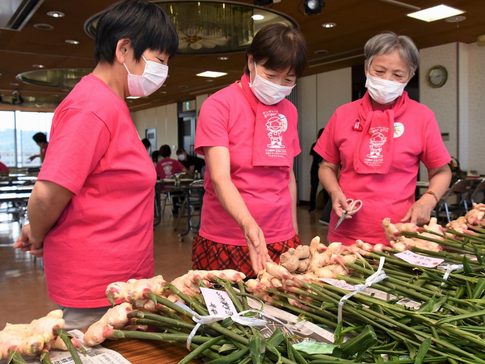 JA産新ショウガ「越前しょうが」目揃え会