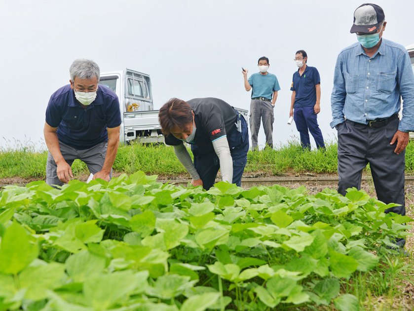 管内の小豆圃場を巡回し現在の生育状況を確認するＪＡ福井基幹支店大納言小豆部会委員たち
