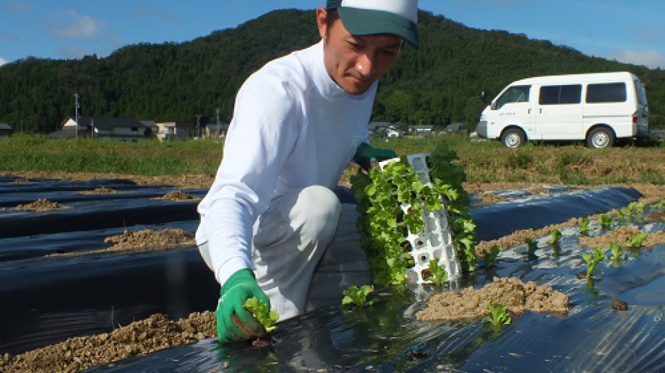 秋作　「越前レタス」定植開始