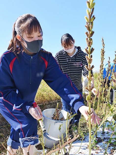 金ゴマの収穫作業に挑戦する福井製菓専門学校の生徒たち