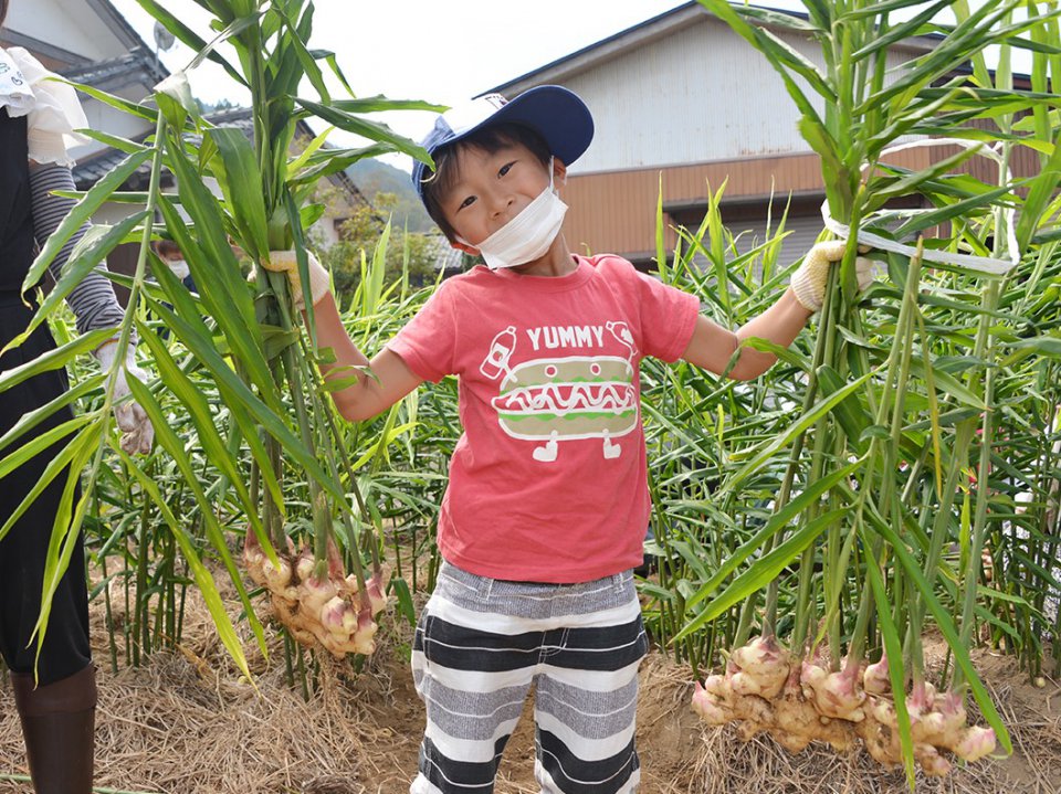 ＦＭ福井とコラボ企画「越前しょうが収穫体験」