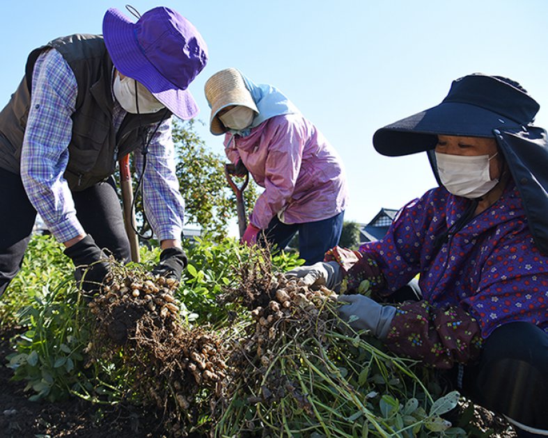 JA福井県女性部福井支部みなみエリア「落花生部会」のメンバー3人で収穫しているようす