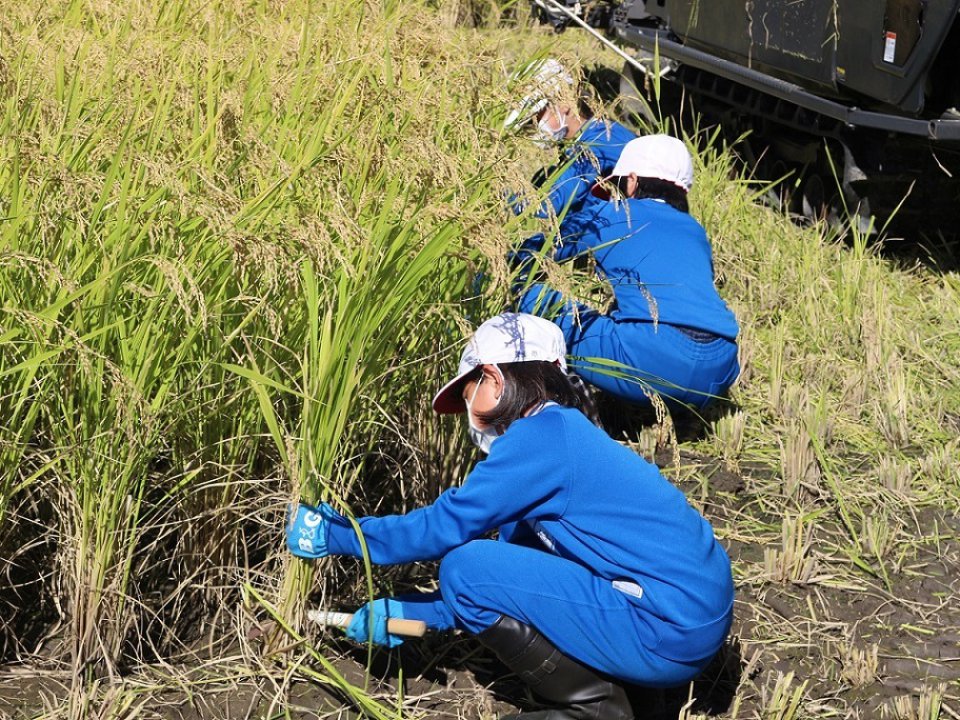 地域児童と稲刈り体験！！
