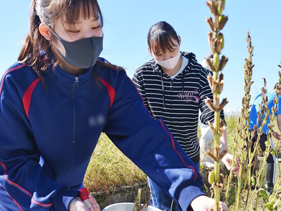 福井製菓専門学校地産地消授業で学生が金ゴマ収穫体験