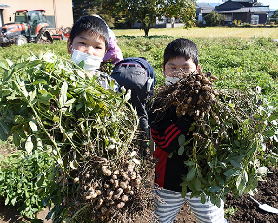 親子でラッカセイの収穫を楽しむ