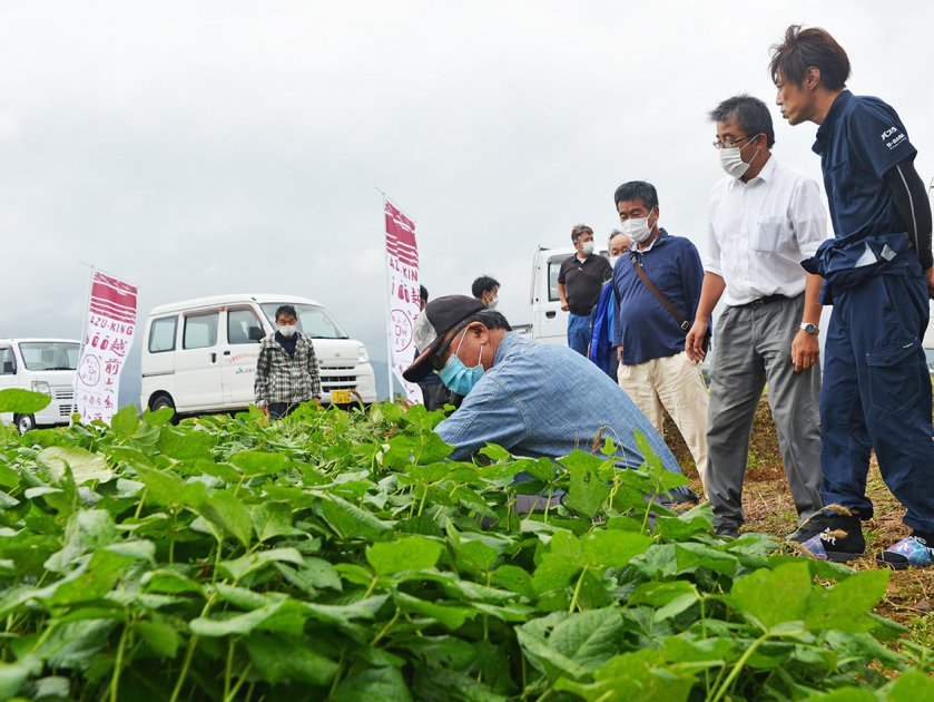 JA福井基幹支店管内の大豆と小豆の圃場を巡回しそれぞれの生育状況を確認するJA福井基幹支店大豆部会と大納言小豆部会の部会委員たち(JA管内の小豆圃場で)