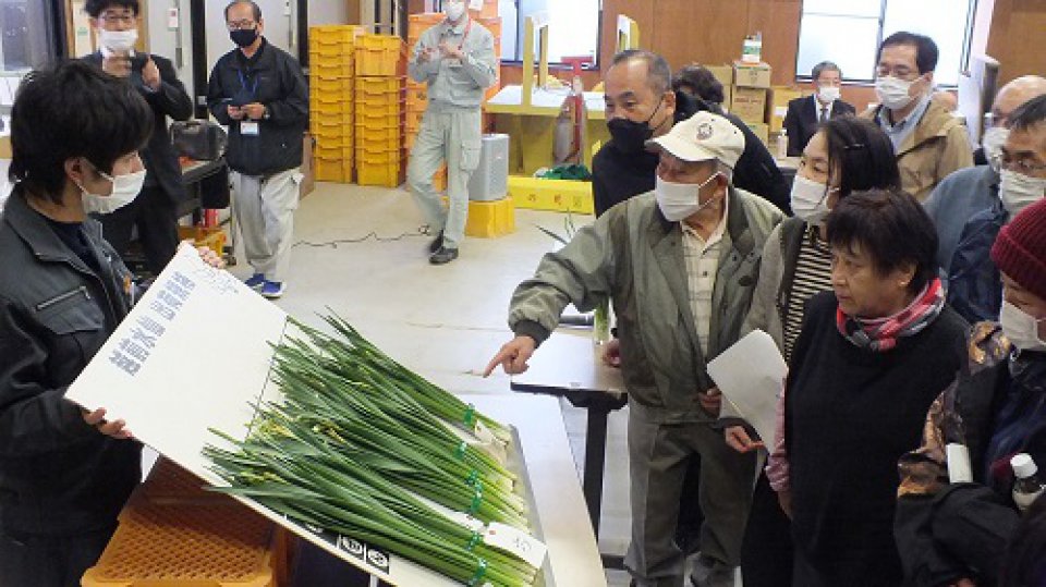 丹生地区特産「越前水仙」目ぞろえ会開催
