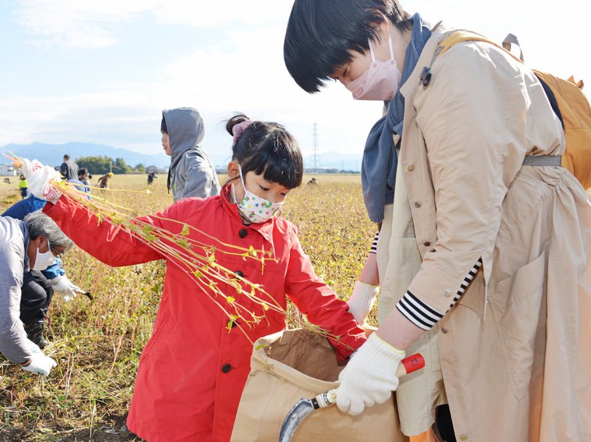 鎌を使ってソバの収穫作業に挑戦する参加者親子