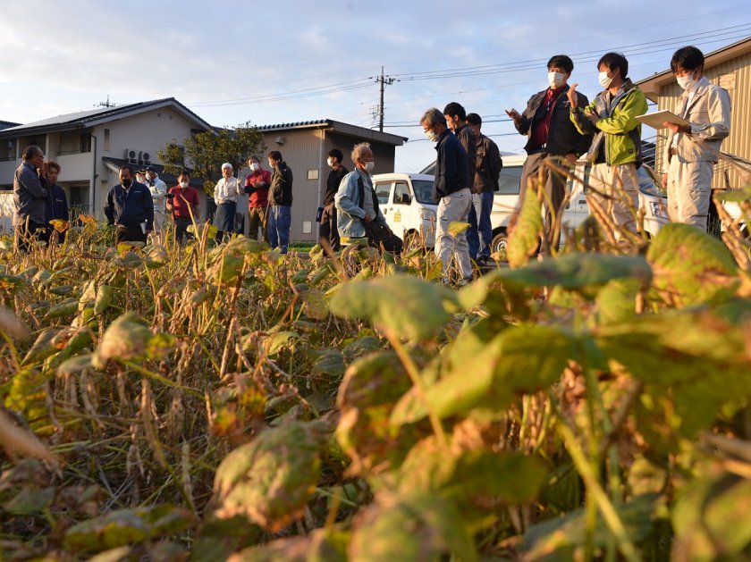 圃場で生育状況を確認するようす