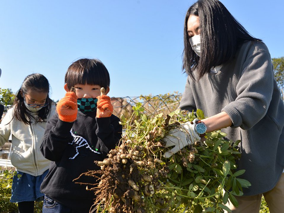 ＪＡ・地元企業がコラボ企画でラッカセイ収穫体験