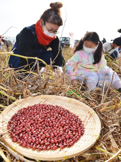 大納言小豆（品種=丹波大納言小豆）の収穫に挑戦する参加者親子