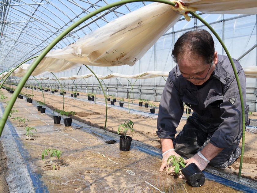 等間隔になるように穴を開け、ひとつずつ苗を植え付けていくようすの村林部会長